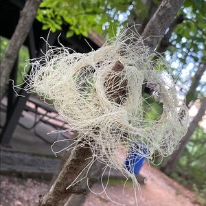Elegant Cream Earrings